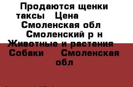 Продаются щенки таксы › Цена ­ 4 000 - Смоленская обл., Смоленский р-н Животные и растения » Собаки   . Смоленская обл.
